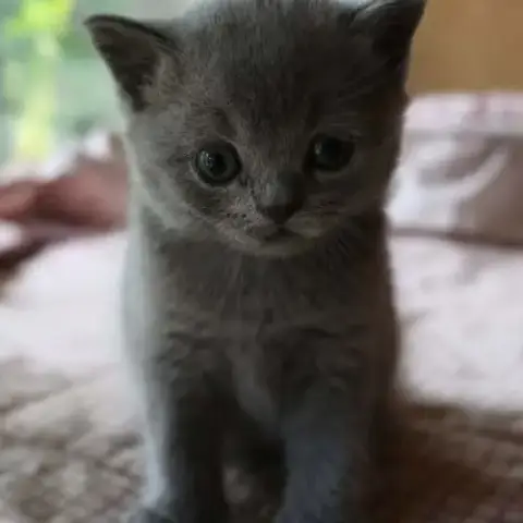 Adopter Magnifique Petit Bleu
