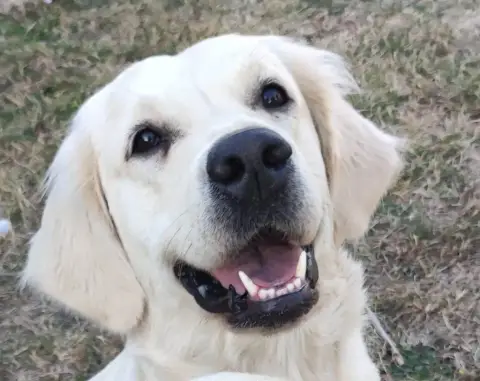 Golden Retriever  Albert Des Terres De Flore photo 3