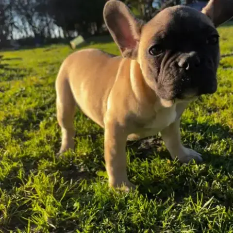 Arnault Bouledogue Français