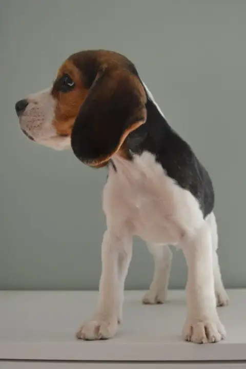 Beagle  Chiot N°1 Du Petit Faubourg photo 2
