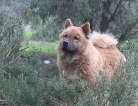 Eurasier  Mr Bleu Du Mont Victoire photo 3