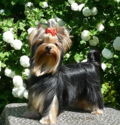 Yorkshire Terrier  Baron Le Nom Peut Etre Changé Du V 67495 photo 3