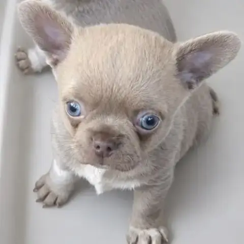 Chihuahua