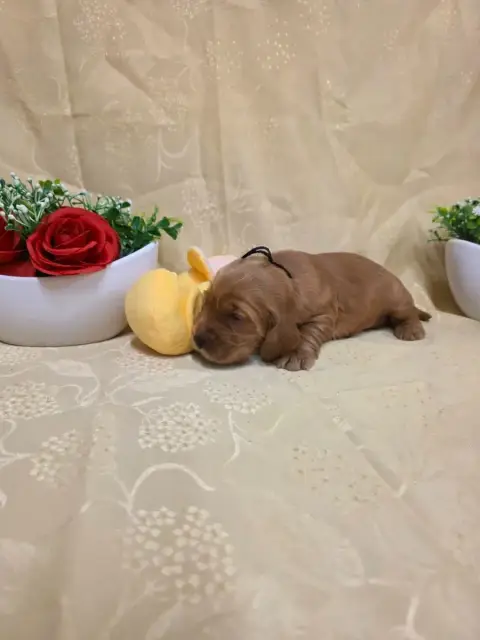 Cocker Spaniel Anglais 
                        B.... a8bb2 photo 3