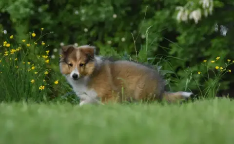 Shetland Sheepdog  Bazil photo 2