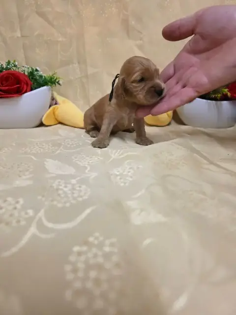 Cocker Spaniel Anglais 
                        B.... 9a1bd photo 3