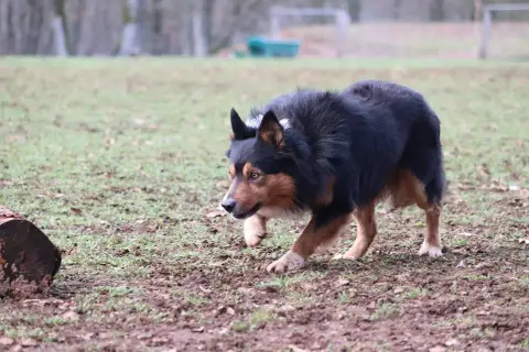 Border Collie  Collier Vert Bro Glazik Tropell photo 3