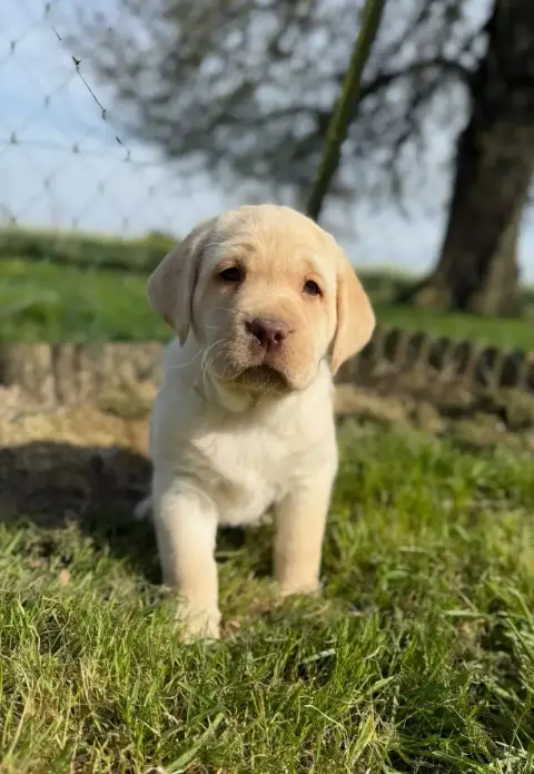 Labrador Retriever  Chiot N°2 Du Moulin De Madjurie 78567