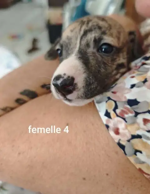 Whippet  Belleza De Montrenaud