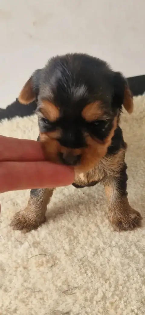 Yorkshire Terrier  Bimbo Des Terres De Maroussia