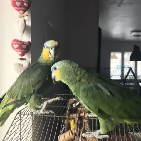 Amazone 2 Mâles.