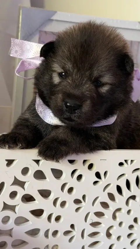 Eurasier photo 2