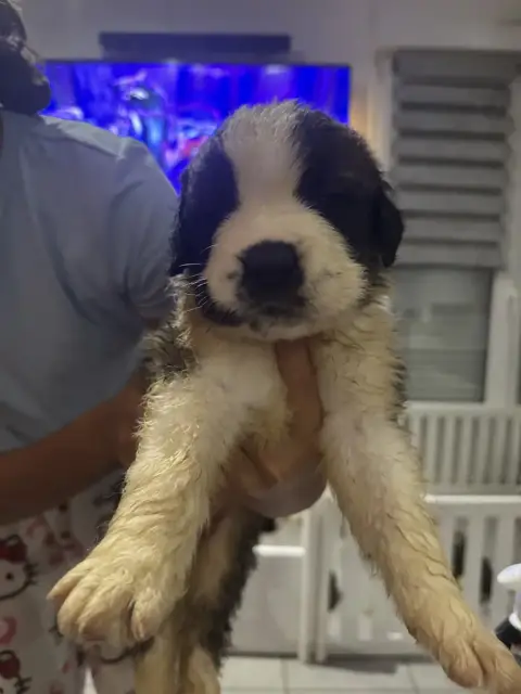 Chien Du Saint-