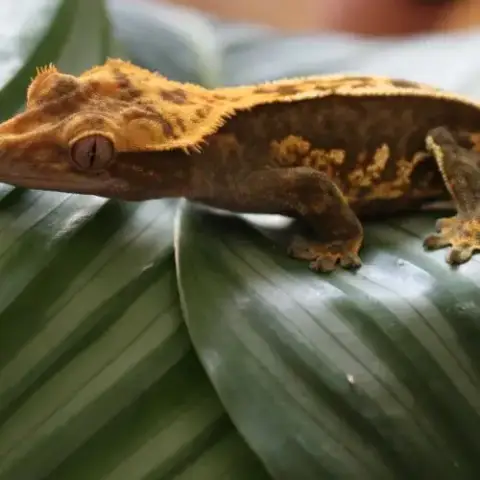 Femelle Ciliatus