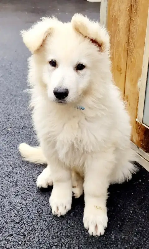 Berger Blanc Suisse  Banjo Des Ty Toutous Celtique