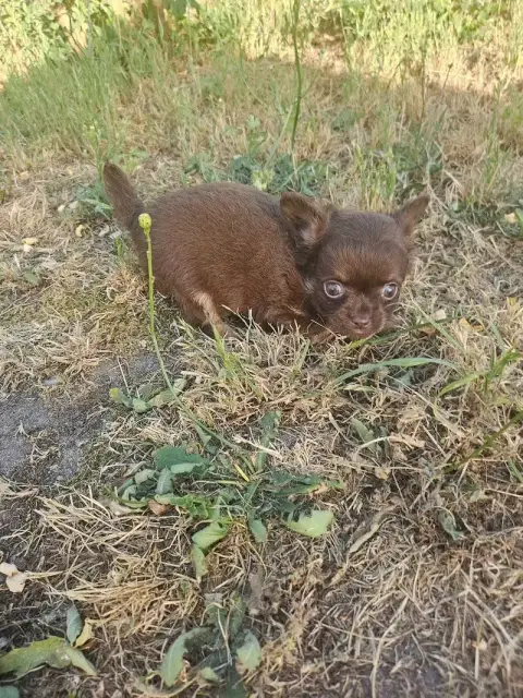 Chihuahua  Chiot N°2 Du Hameau De Selcra