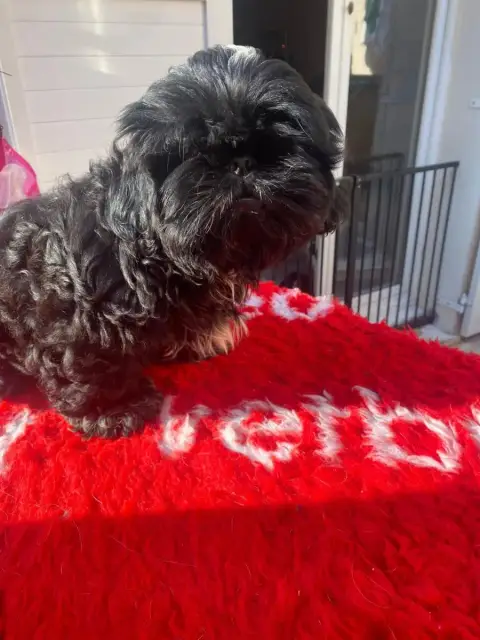 Shih Tzu  Andy