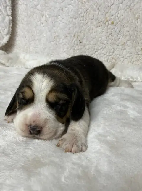 Beagle  Chiot N°2 Du Moulin De Madjurie