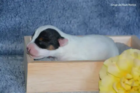 Jack Russell Terrier photo 3