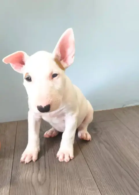 Bull Terrier  Beverly Hills Tale Of Love
