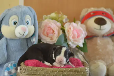 Border Collie  Noire Et Blanche De La Colline D'Ans 91fc0