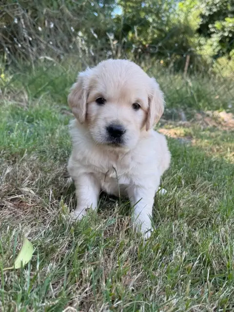 Golden Retriever  Chiot N°1 Du Moulin De Madjurie