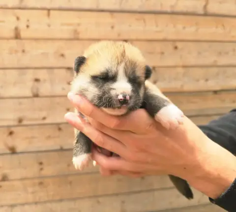 Akita  Chiot N°5 Akai Inu