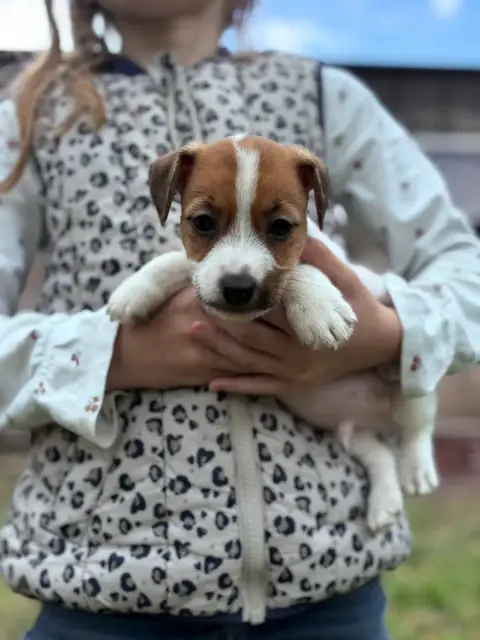 Jack Russell Terrier  Balthazard Des Joyaux De La Pom d9bc8