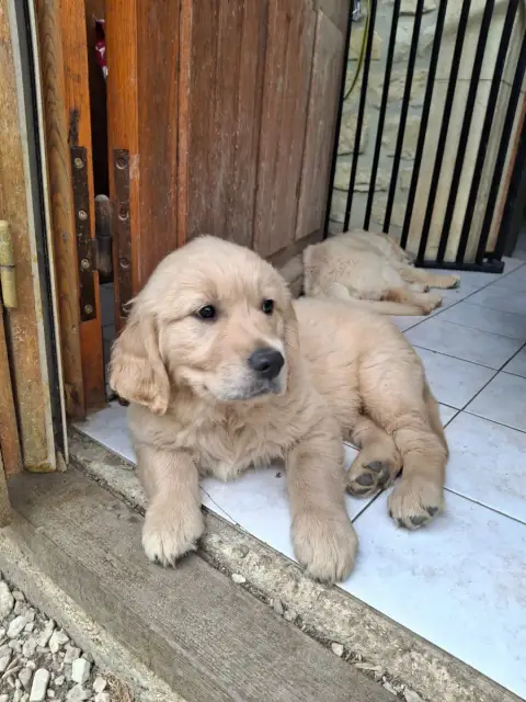 Golden Retriever  Basile L'Orée De Lexenna