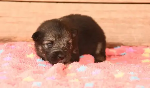 Chien Finnois De Laponie 
                        Chi c78c3