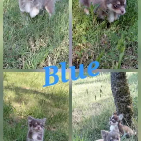 Chiot  Chihuahua