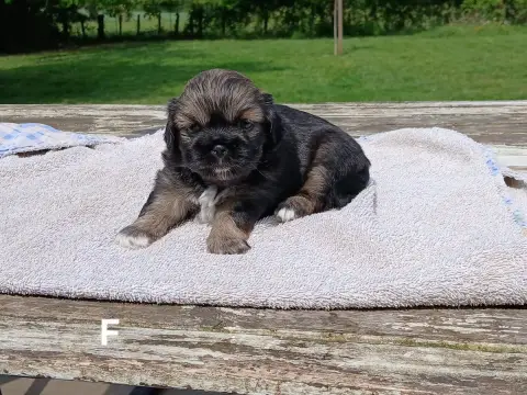 Epagneul Tibetain  Chiot 1 De La Légende De Chadia