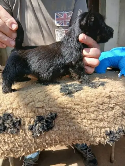 Scottish Terrier  Chiot N°3 Gaterin