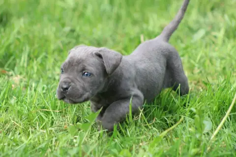 Cane Corso  Chiot N°7 photo 3