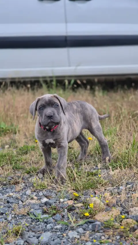 Cane Corso  Bello Imperatore "Balto" Du Désir Austral ba610