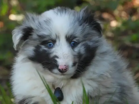 Shetland Sheepdog  Chiot N°1 Du Sapin Vert photo 2