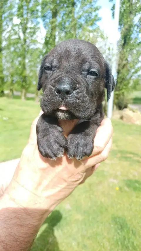 Cane Corso  Collier Violet Des Abysses De Némésis