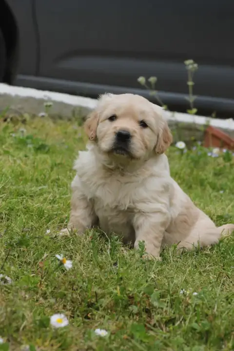 Golden Retriever  Collier Bleu Diamond Dawn photo 3