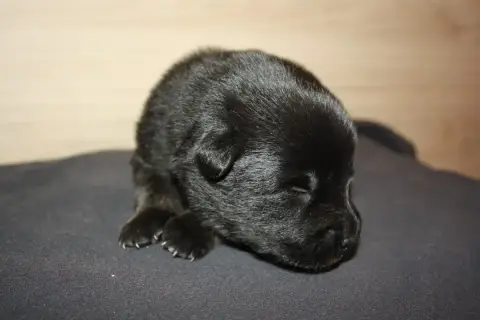 Eurasier  Collier Bleue Foncé Des Oursons De La Fee e524c photo 3