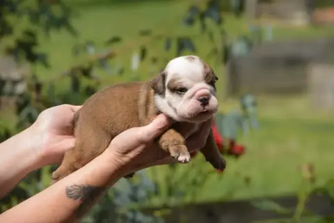 Bulldog Anglais  Fem Brin Oeil Maquillé Zaze Royale P 6523f photo 3