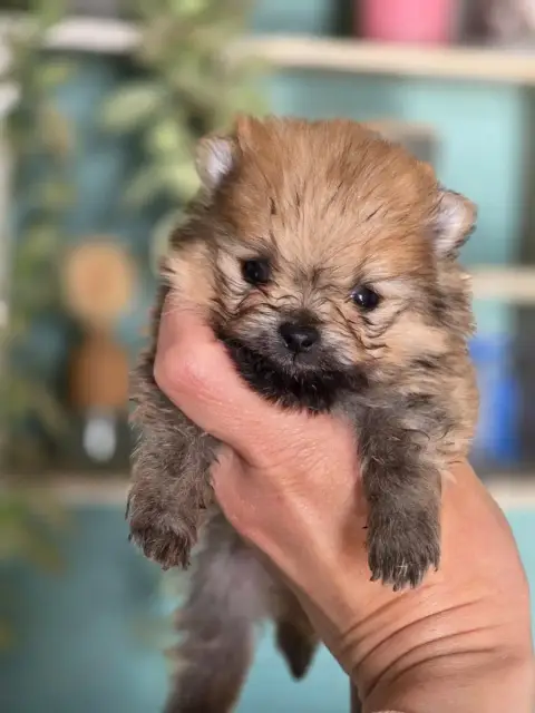 Spitz Allemand  Chiot N°2 Du Chemin De La Belle Etoil 3e825