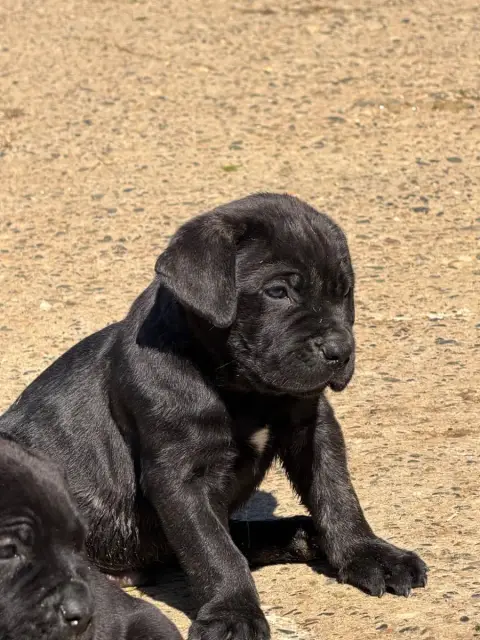 Cane Corso photo 2
