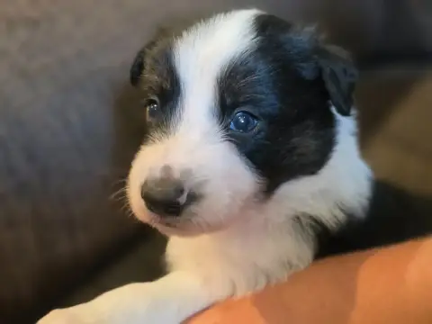 Border Collie photo 2