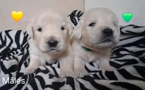 Golden Retriever  Collier Vert Du Domaine Des Eurante 7ead2