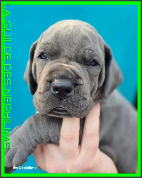 Dogue Allemand  Barneby For Ever De La Guilde Des Nép deb09 photo 2