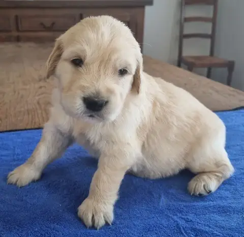 Golden Retriever  Chiot N°4 Des Hirondelles Du Voyage 48f63 photo 2