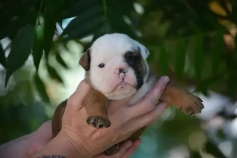 Bulldog Anglais  Mâle 1 Zaze Royale Pepite Dog