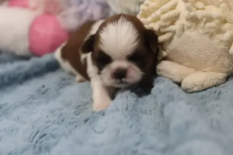Shih Tzu  Boys De La Ferme Des Mottes photo 3