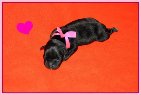 Staffordshire Bull Terrier  B........... Solfarino