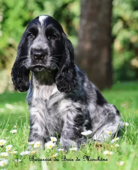 Cocker Spaniel Anglais  Bavarois Du Bois De Morchène 2857e